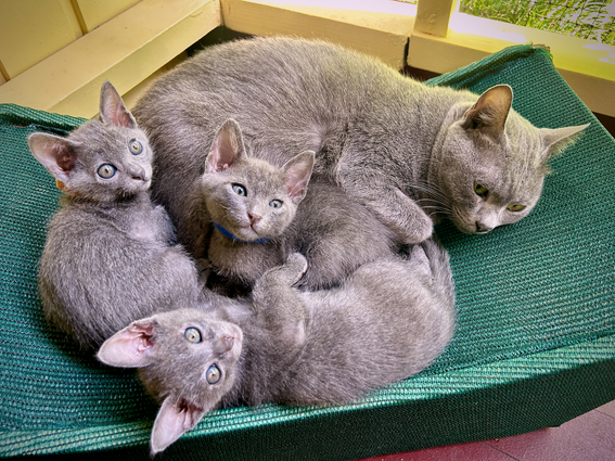 Popee's 1st litter at 6 weeks old